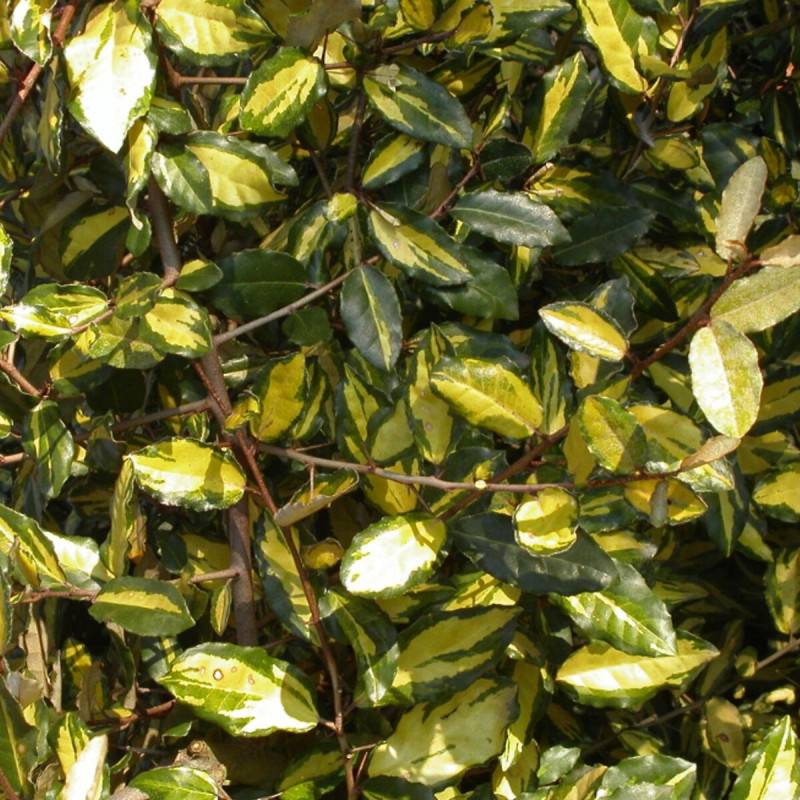 Elaeagnus piquant Maculata, Chalef à fleurs Blanche - feuillage Persistant - Pot de 7,5L - 80/100 cm-  hauteur à maturité De 3,00 m à 5,00 m - Image 1