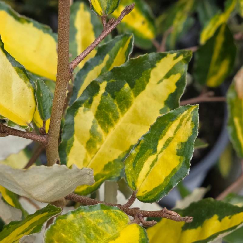 Elaeagnus piquant Maculata, Chalef à fleurs Blanche - feuillage Persistant - Pot de 7,5L - 80/100 cm-  hauteur à maturité De 3,00 m à 5,00 m - Image 5