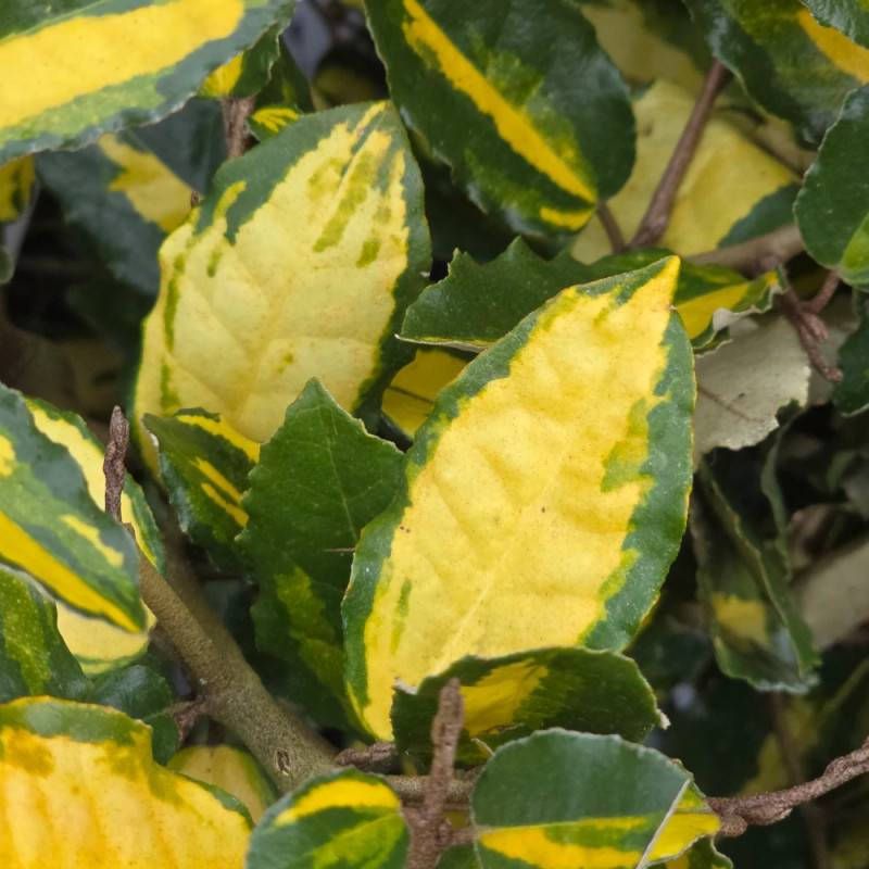 Elaeagnus piquant Maculata, Chalef à fleurs Blanche - feuillage Persistant - Pot de 7,5L - 80/100 cm-  hauteur à maturité De 3,00 m à 5,00 m - Image 8