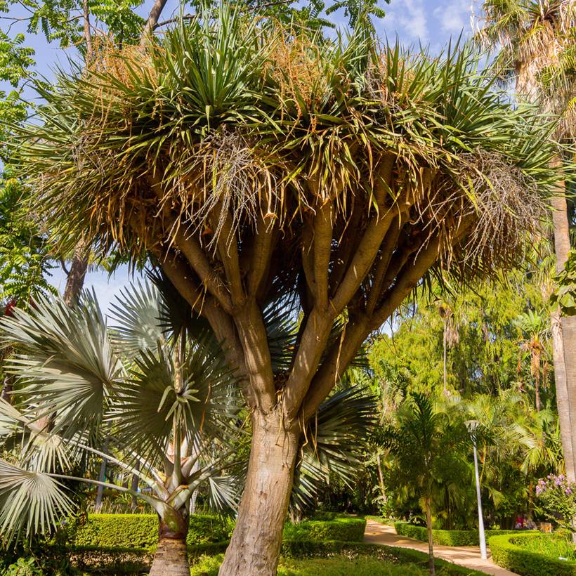 Cordyline australis Godet de 8/9 cm