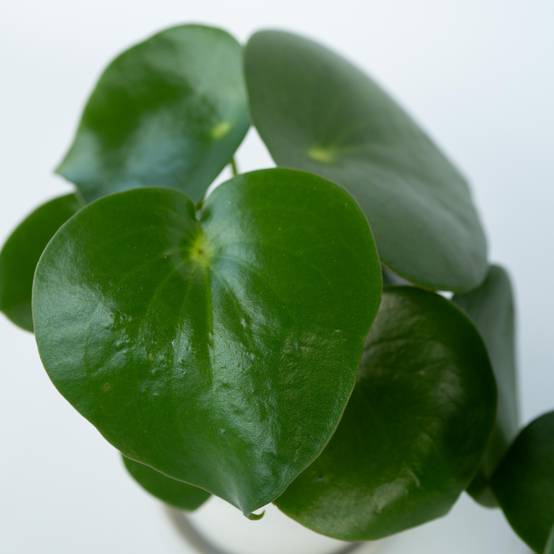 Plant In A Box - Pépéromie - Peperomia polybotrya - Hauteur 20-30cm - ⌀12cm - Image 4