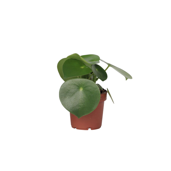 Plant In A Box - Pépéromie - Peperomia polybotrya - Hauteur 20-30cm - ⌀12cm - Image 1