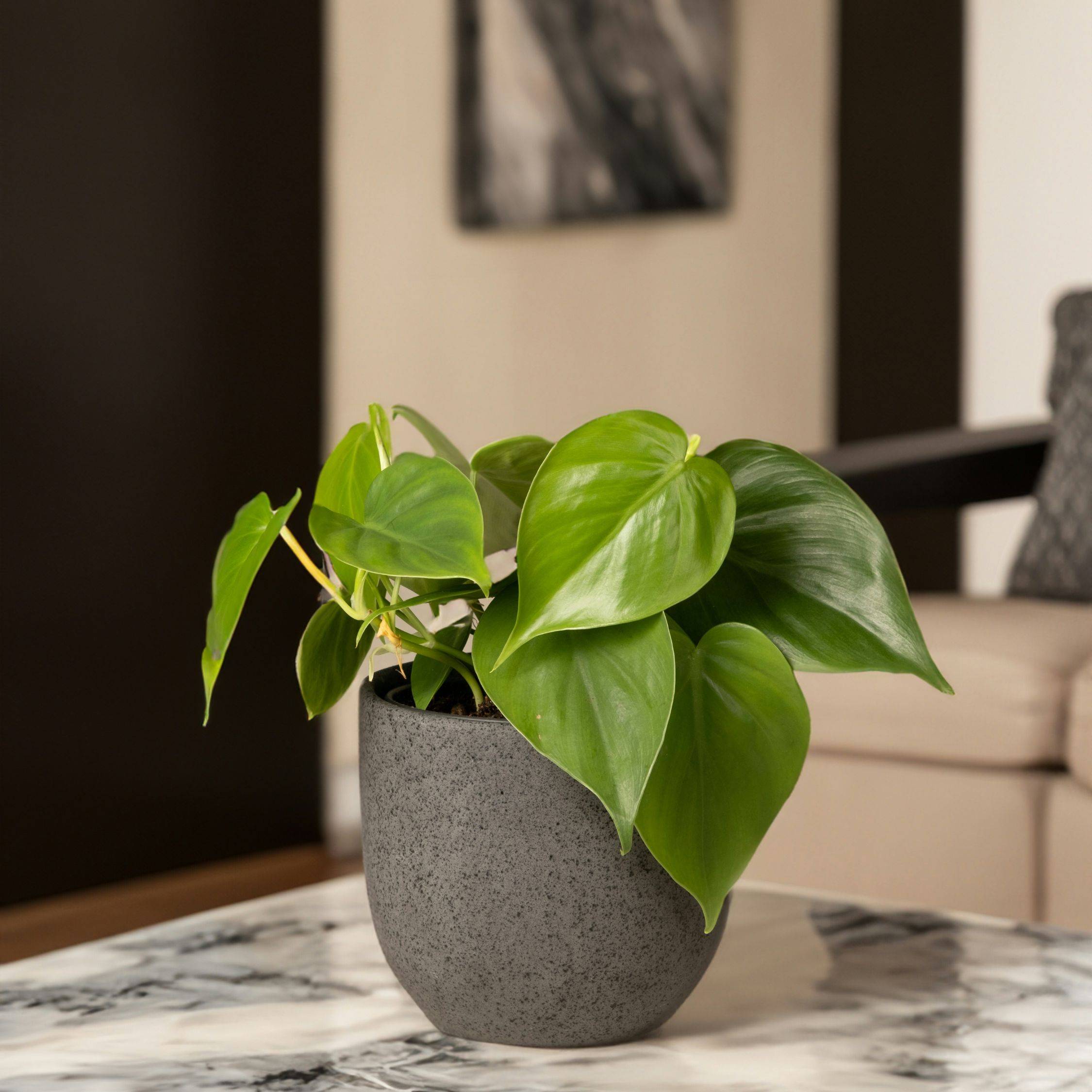 Plant In A Box - Pépéromie - Peperomia polybotrya - Hauteur 20-30cm - ⌀12cm - Image 2