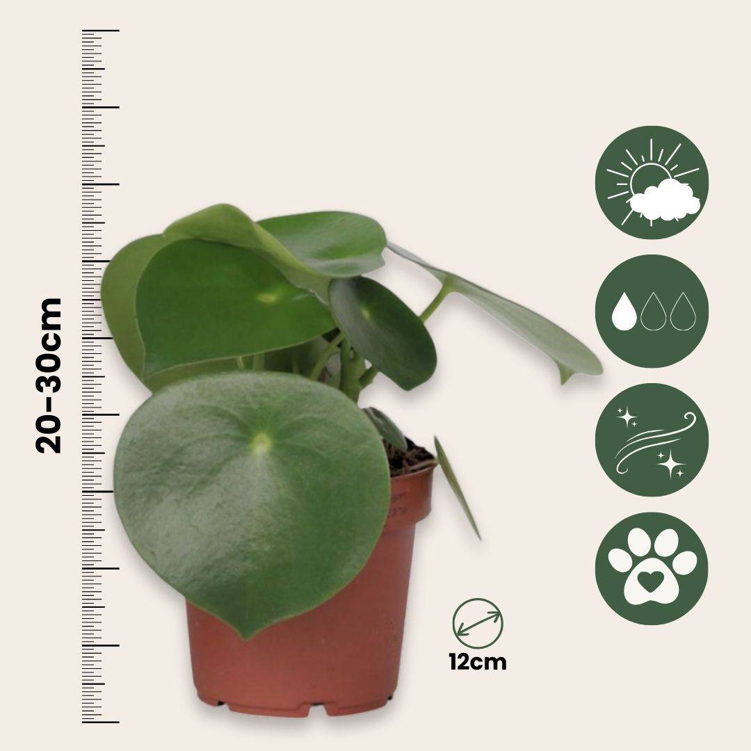 Plant In A Box - Pépéromie - Peperomia polybotrya - Hauteur 20-30cm - ⌀12cm - Image 6