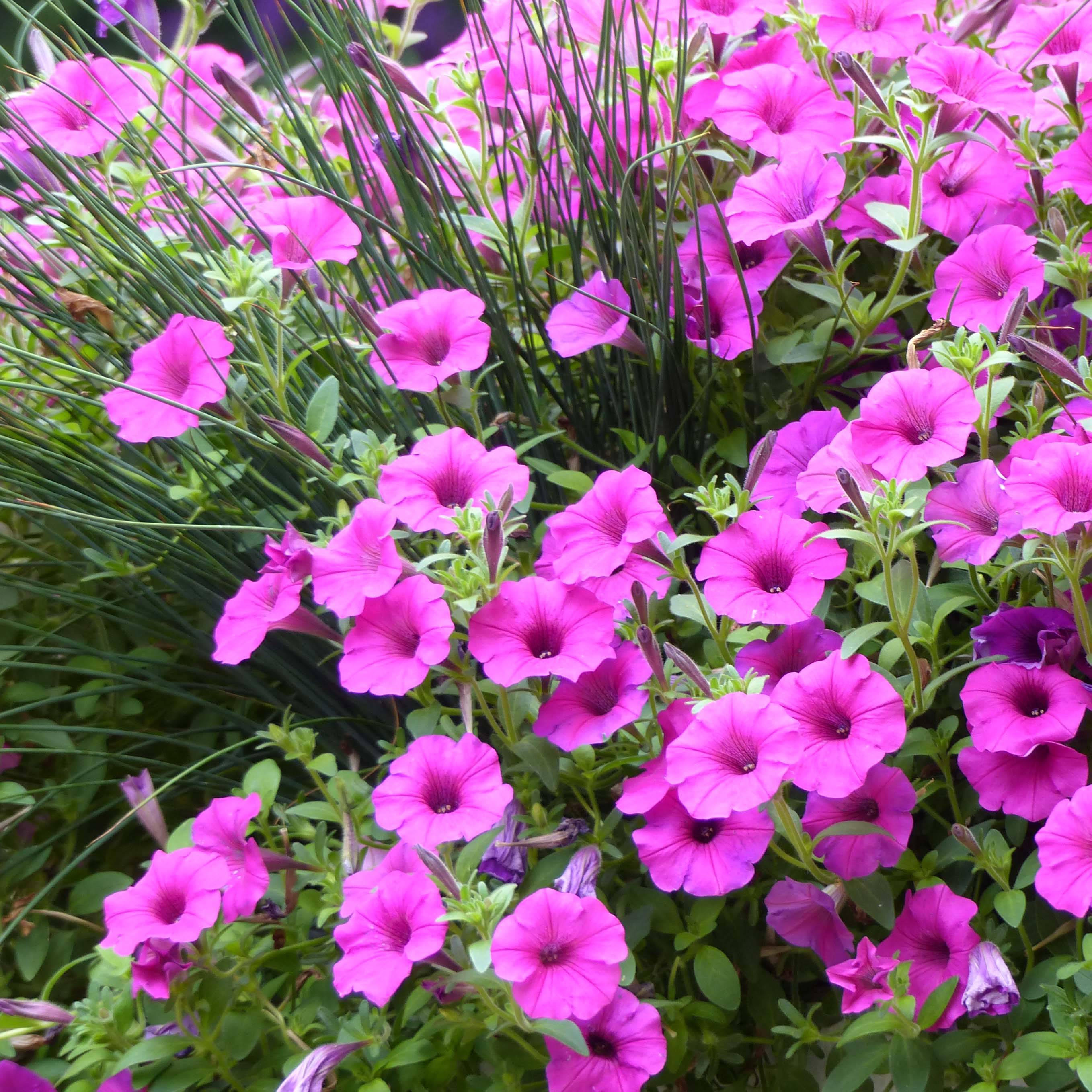 Petunia Pure Raspberry Mini-motte Ø 1,5/2,5 cm, Plant vert de 5 à 10 cm de haut (par 5)
