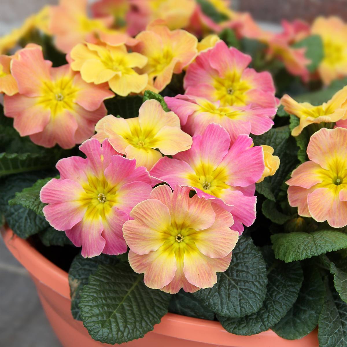 Promesse de Fleurs - Primevère hybride Chameleon F1 - Primula hybrida Mini-motte Ø 1,5/2,5 cm (par 5)