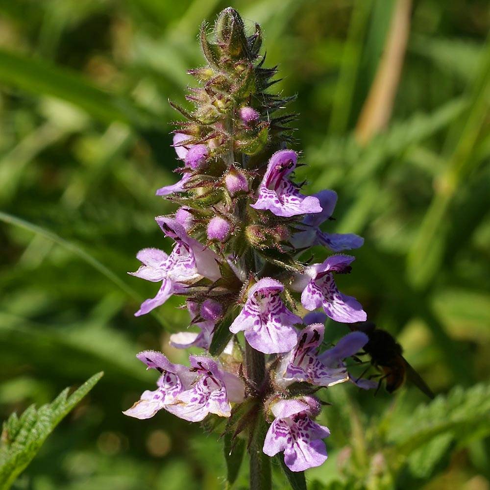 Epiaire des marais - Stachys palustris Godet de 8/9 cm