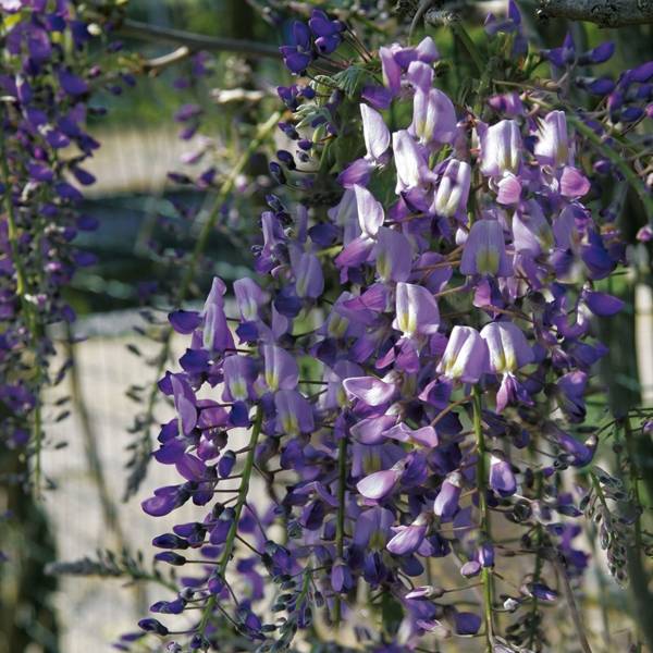 Promesse de Fleurs - Glycine du Japon - Wisteria floribunda Domino ou Issai Pot de 3L/4L
