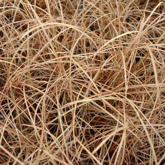 Promesse de Fleurs - Carex flagellifera - Laîche de Nouvelle-Zélande Godet de 8/9 cm