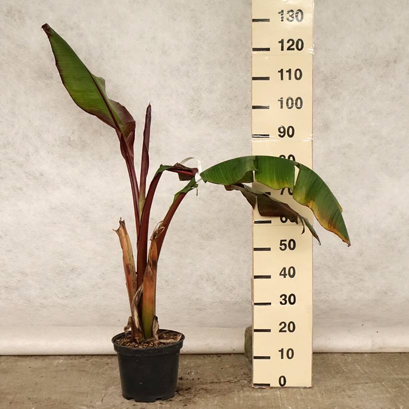 Promesse de Fleurs - Ensete ventricosum Maurelii - Bananier rouge d'Abyssinie Pot de 7,5L/10L - Image 2