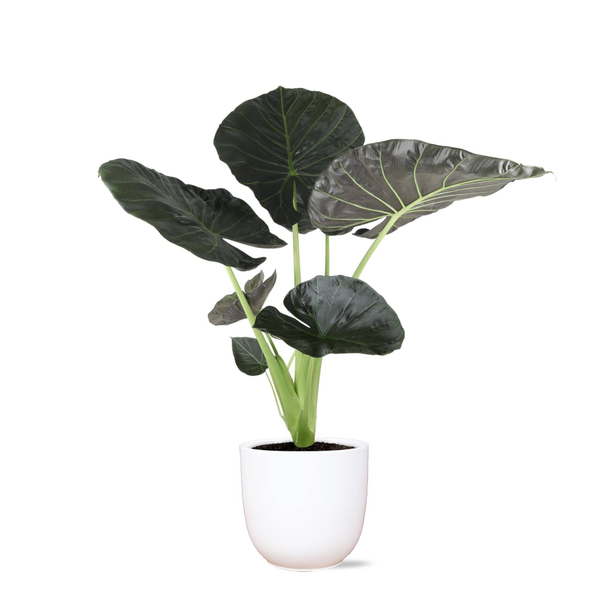 Alocasia Regal Shield et son pot- La Green Touch Blanc - Hauteur 100cm