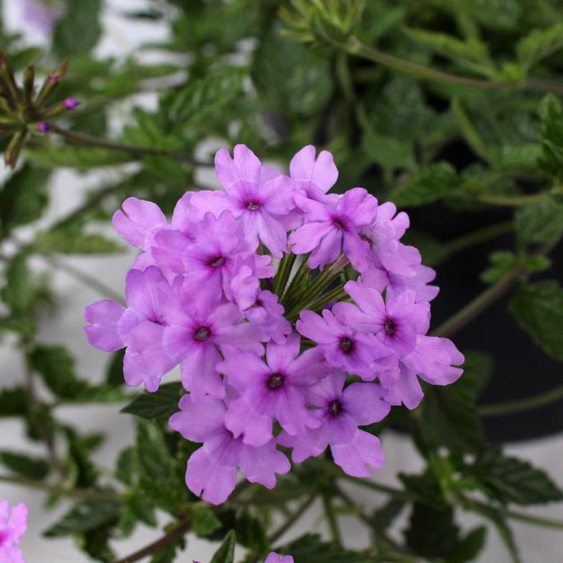 Verveine Seabrook's Lavender Godet de 8/9 cm