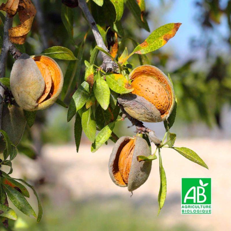 Amandier 'Ai' BIO (Prunus dulcis 'Ai') - Scion de 100 à 150cm - Pépinières Naudet - Image 1