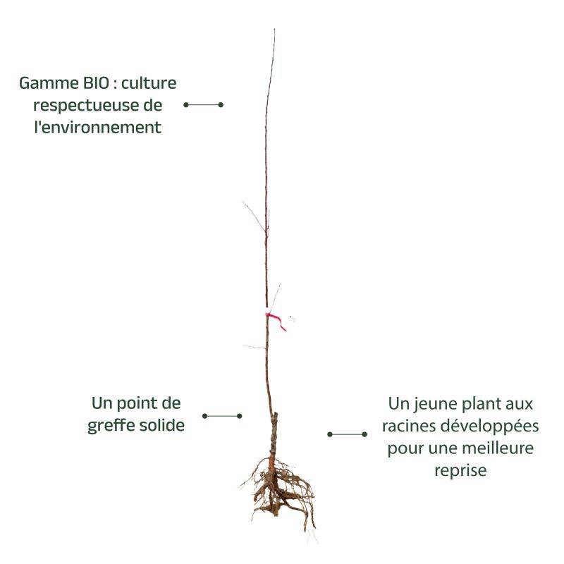 Amandier 'Ai' BIO (Prunus dulcis 'Ai') - Scion de 100 à 150cm - Pépinières Naudet - Image 3