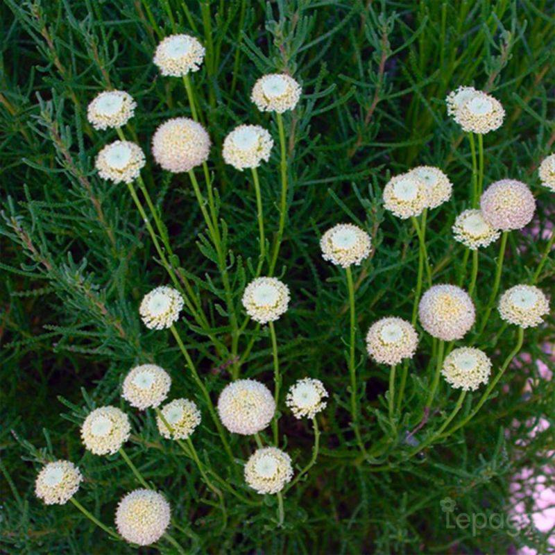 3 Santolines à Feuilles De Romarin 'Virens' (Santollina Rosmarinifolia 'Virens') - Lot de 3 vivaces - Pépinières Naudet - Image 1
