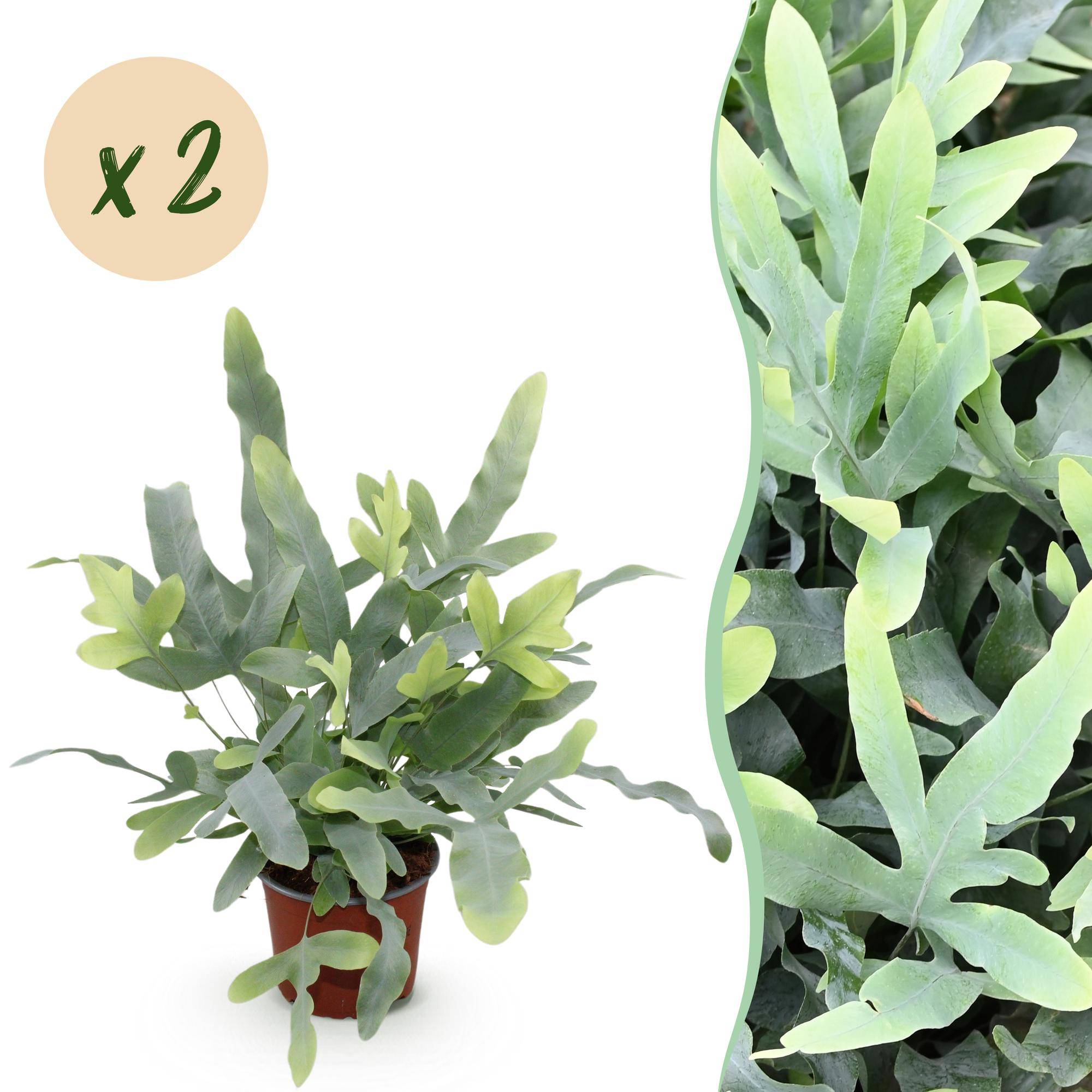 Phlebodium Aureum Bleu Star - H30cm - Image 1