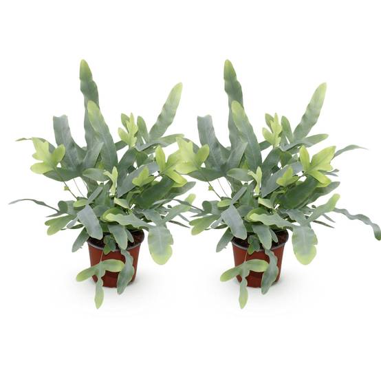 Phlebodium Aureum Bleu Star - H30cm - Image 2