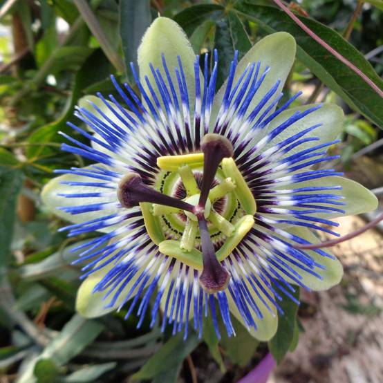 Passiflore caerulea - Fleur de la Passion Pot de 2L/3L