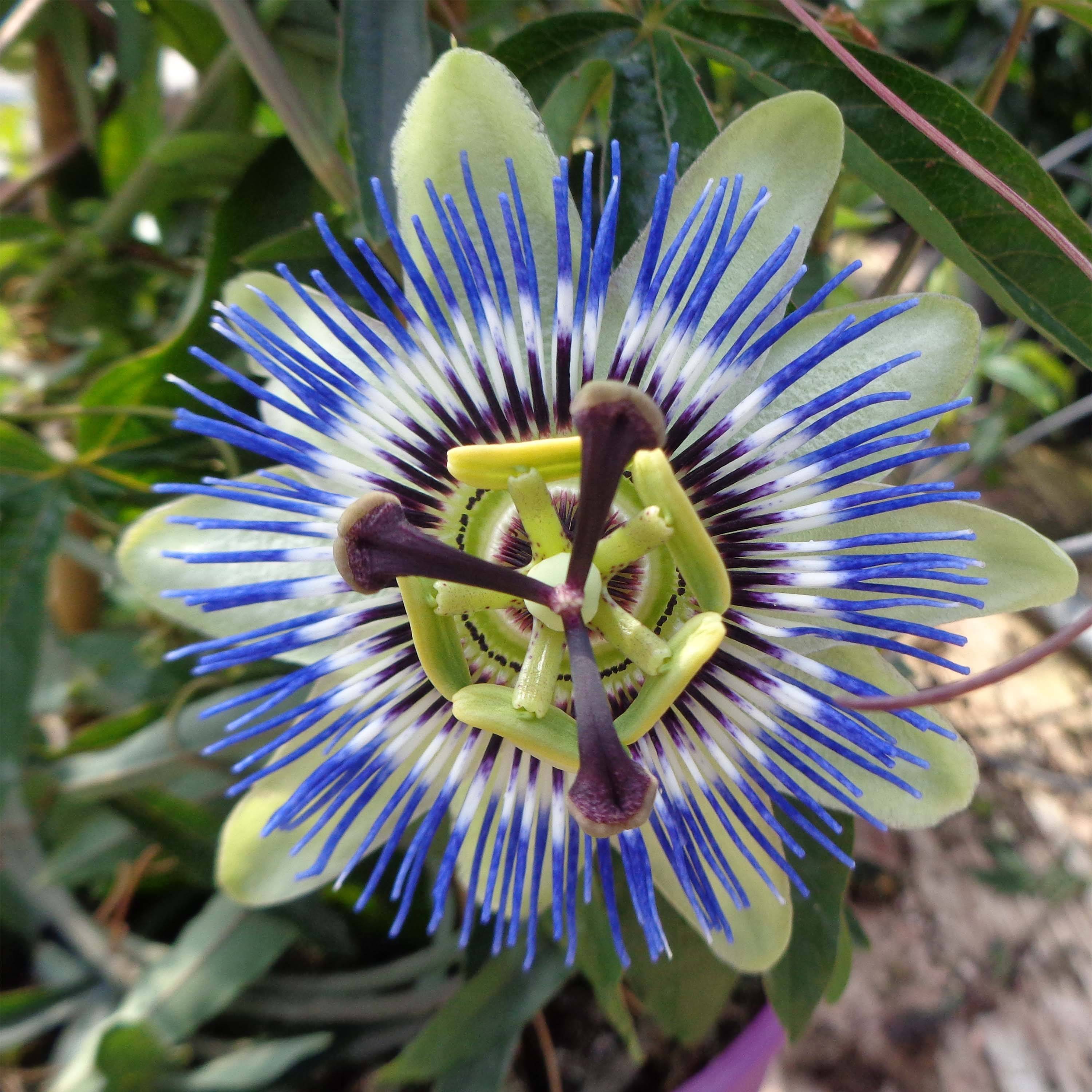 Passiflore caerulea - Fleur de la Passion Pot de 2L/3L
