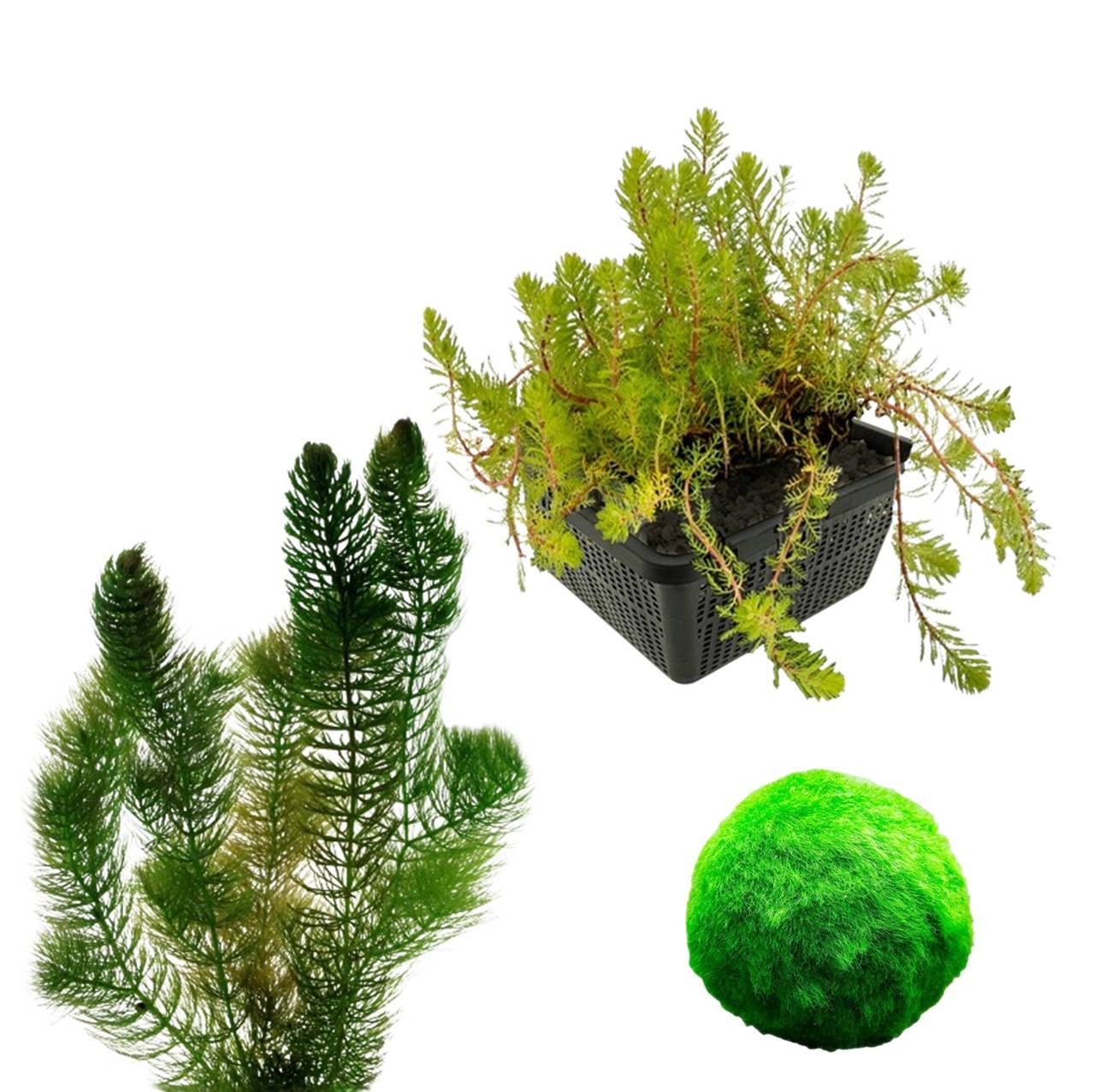 0 - Pack Plantes Oxygénantes 100-400L - Eau Claire - 2L - 5 Pièces