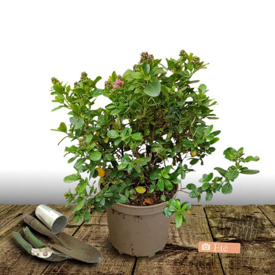Escallonia iveyi à fleurs Blanche - feuillage Persistant - Pot de 7,5L - 60/80 cm- hauteur à maturité De 1,00 m à 1,50 m - Image 3