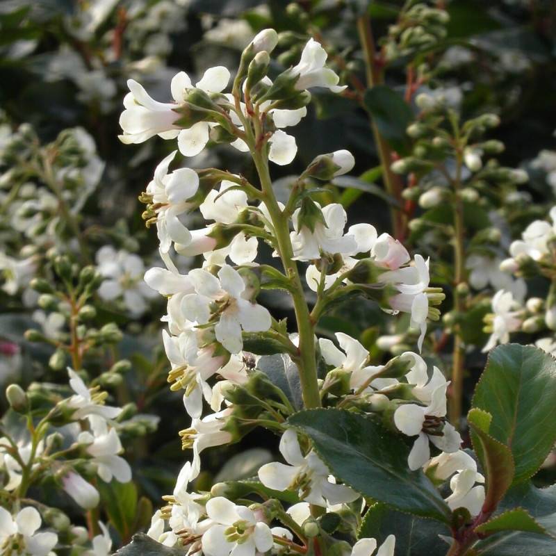 Escallonia iveyi à fleurs Blanche - feuillage Persistant - Pot de 7,5L - 60/80 cm-  hauteur à maturité De 1,00 m à 1,50 m - Image 1