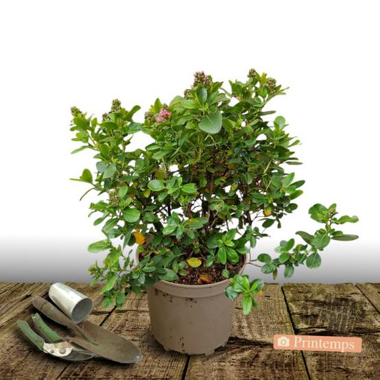Escallonia iveyi à fleurs Blanche - feuillage Persistant - Pot de 7,5L - 60/80 cm- hauteur à maturité De 1,00 m à 1,50 m - Image 5
