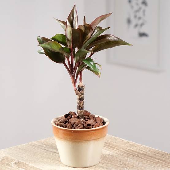 Cordyline fructicosa Purple Compacta Mini-plante