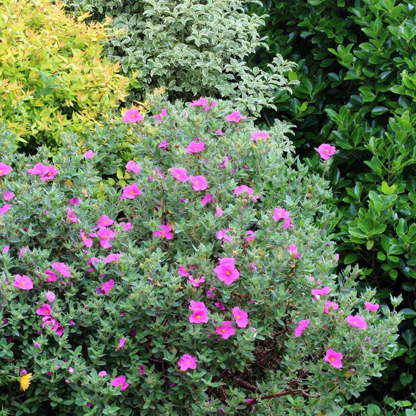 Promesse de Fleurs - Cistus pulverulentus Sunset - Ciste pulvérulent Pot de 2L/3L