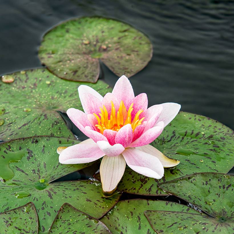 Promesse de Fleurs - Nymphaea Laydekeri Liliacea - Nénuphar rustique Pot de 1L/1,5L