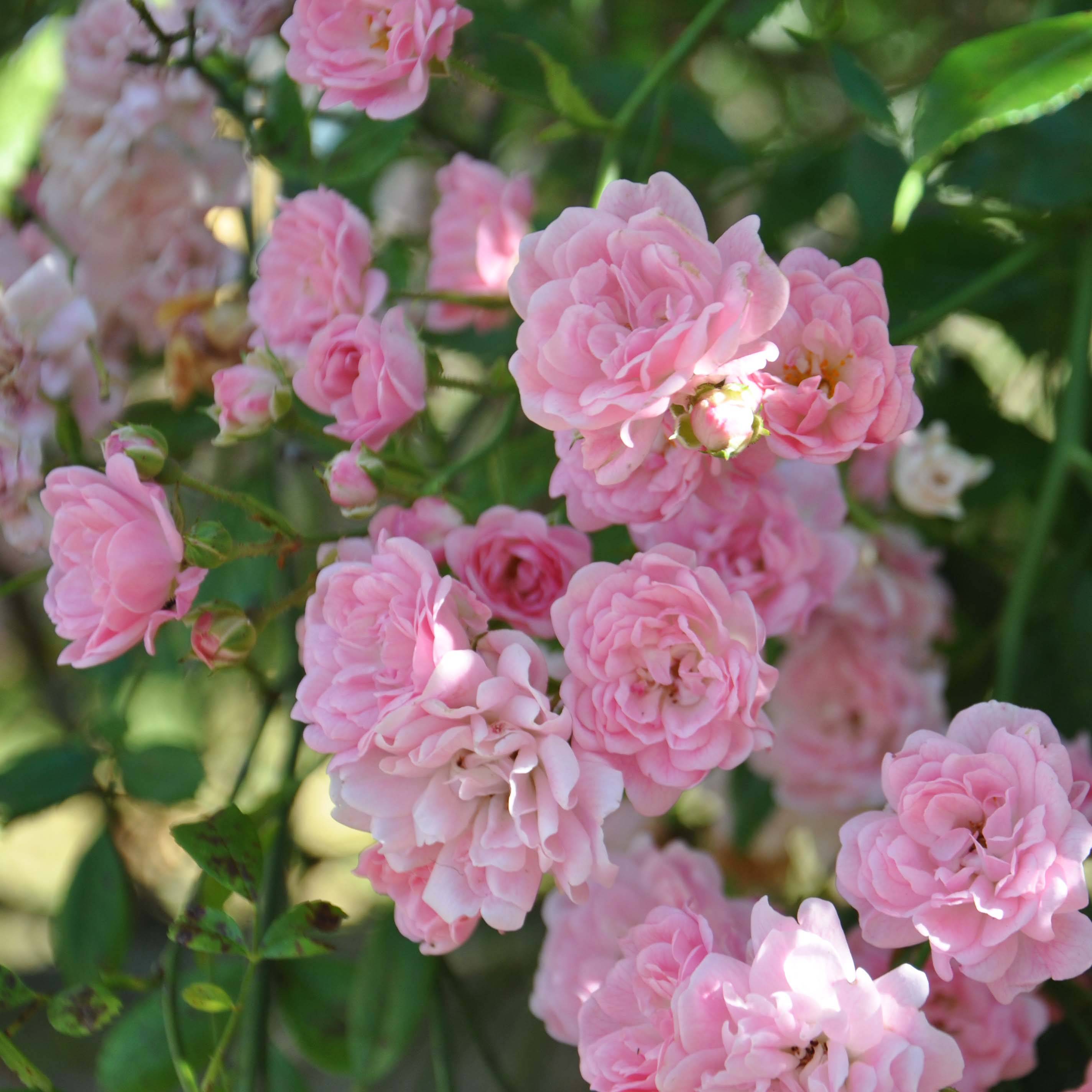Promesse de Fleurs - Rosier de Banks Rosea - Rosa banksiae  Pot de 2L/3L, Sur propres racines (non greffé)