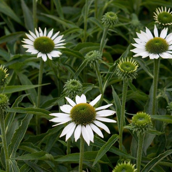 Promesse de Fleurs - Echinacea Purity - Echinacée Godet de 8/9 cm