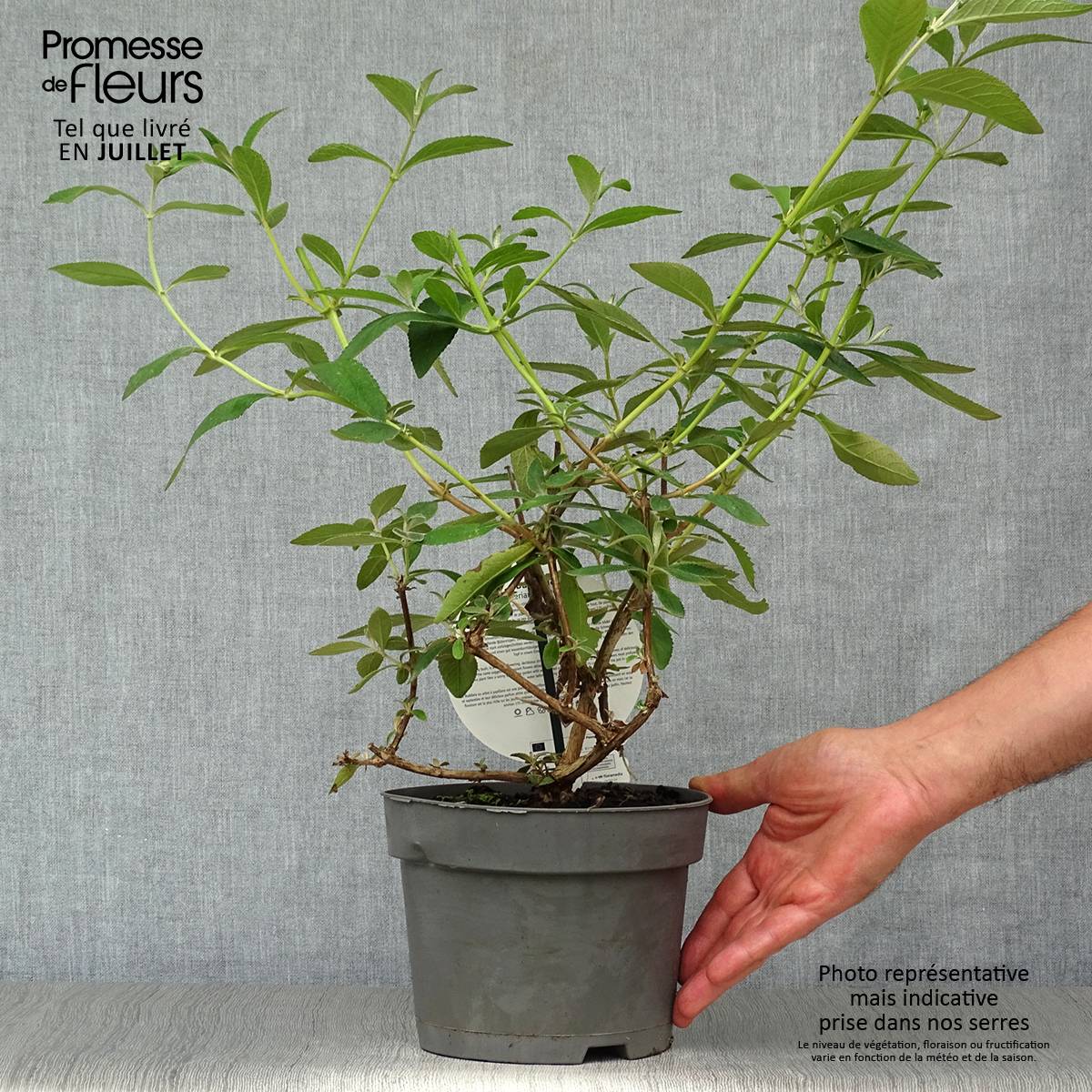 Buddleia weyeriana Sungold - Arbre aux papillons Pot de 2L/3L - Image 2