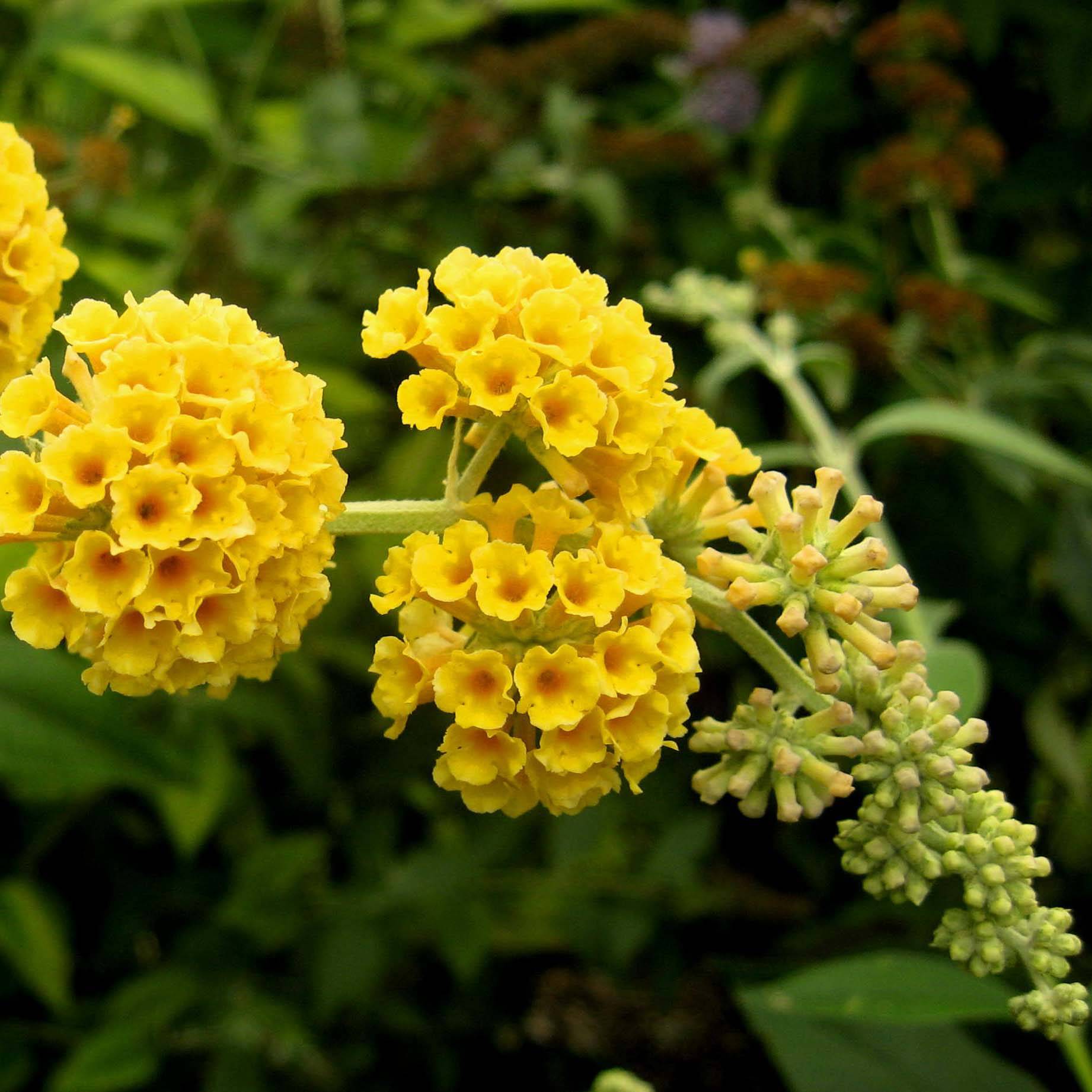 Buddleia weyeriana Sungold - Arbre aux papillons Pot de 2L/3L - Image 1