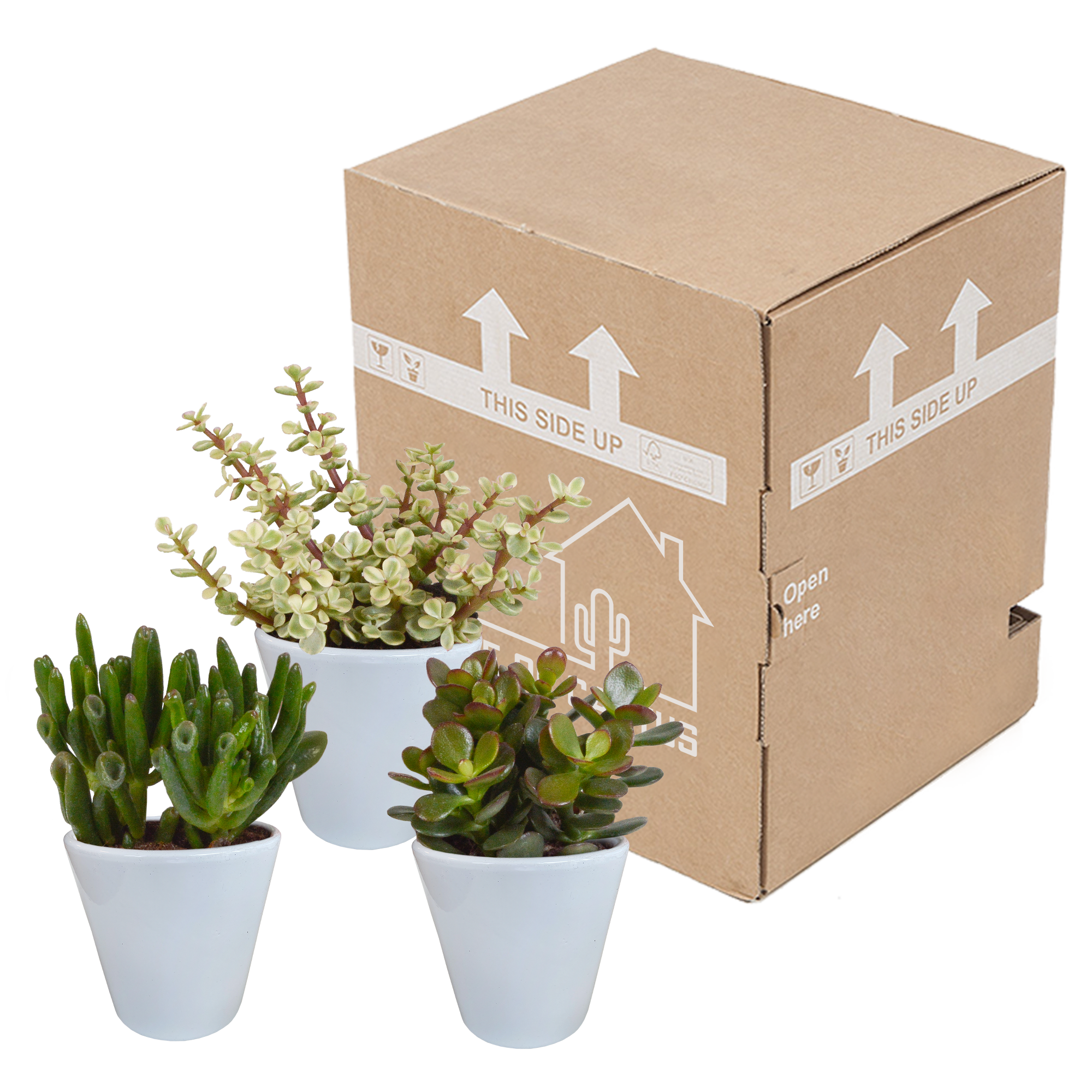 3x Mélange de crassulas - en pot blanc - Ø9,5cm - ↕18cm - Plantes d’intérieur - Image 3