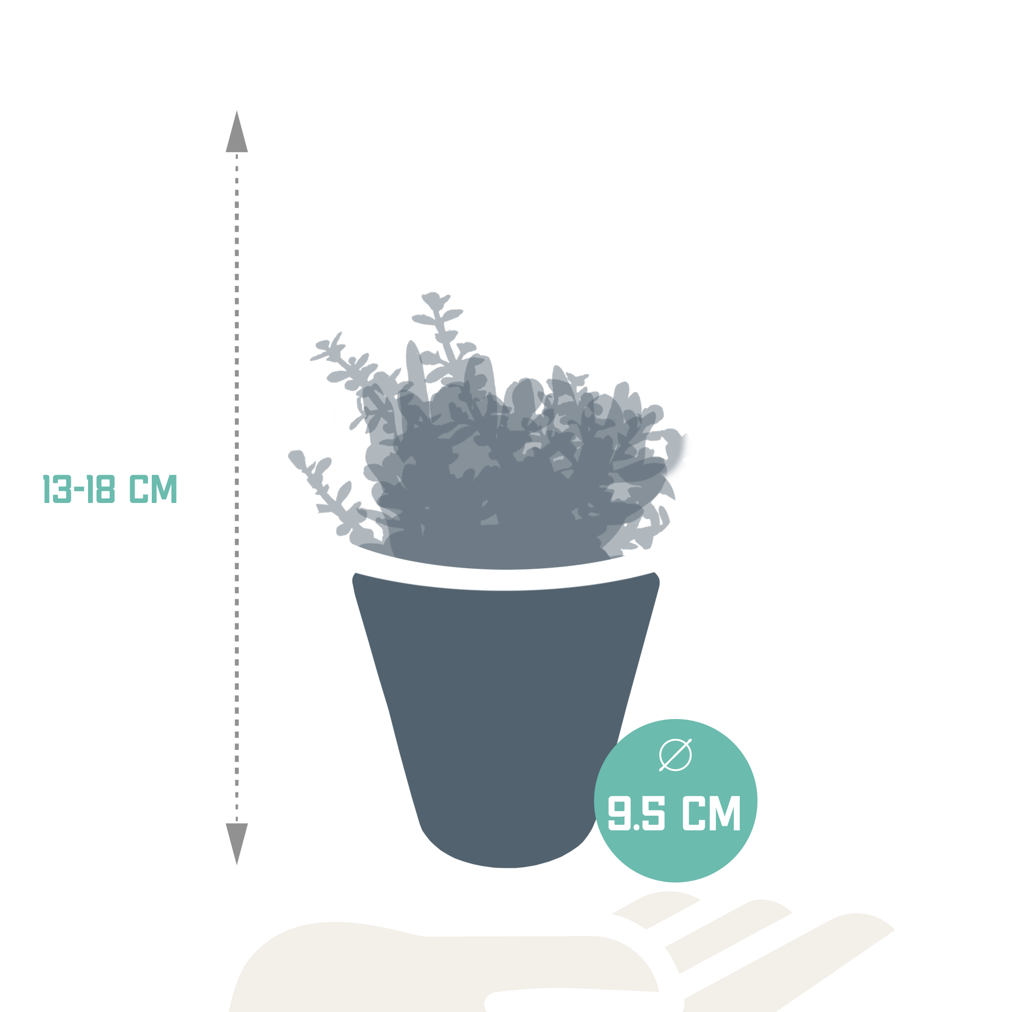 3x Mélange de crassulas - en pot blanc - Ø9,5cm - ↕18cm - Plantes d’intérieur - Image 2