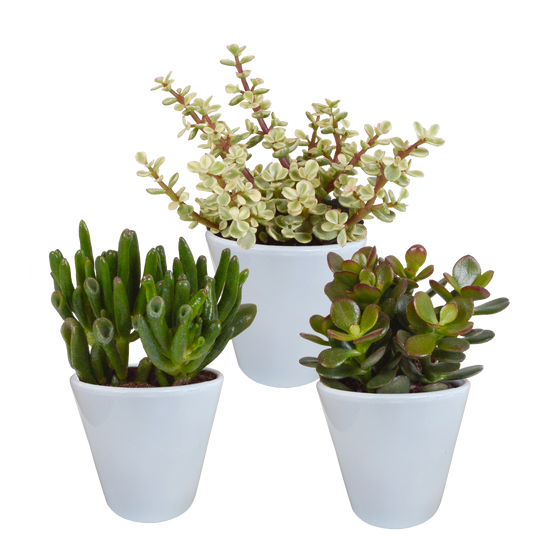 3x Mélange de crassulas - en pot blanc - Ø9,5cm - ↕18cm - Plantes d’intérieur - Image 1