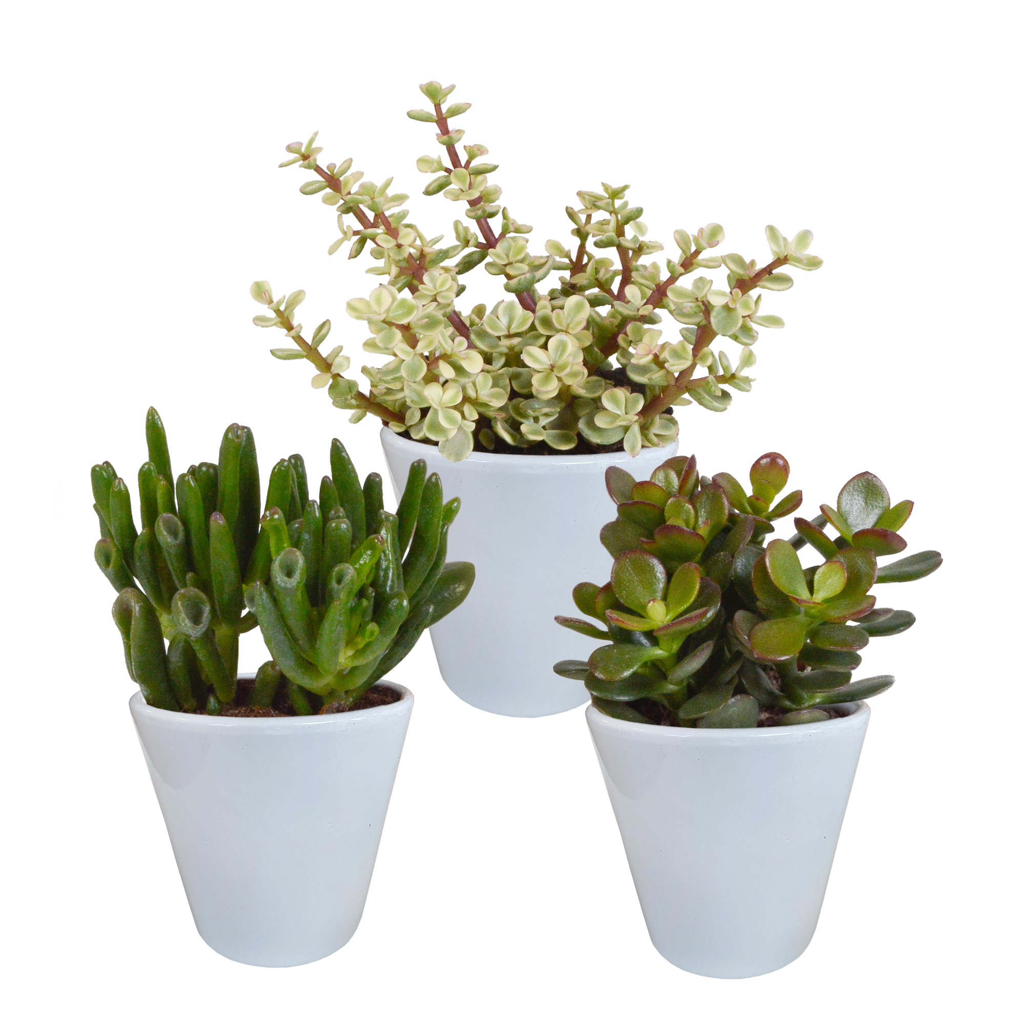 3x Mélange de crassulas - en pot blanc - Ø9,5cm - ↕18cm - Plantes d’intérieur - Image 1