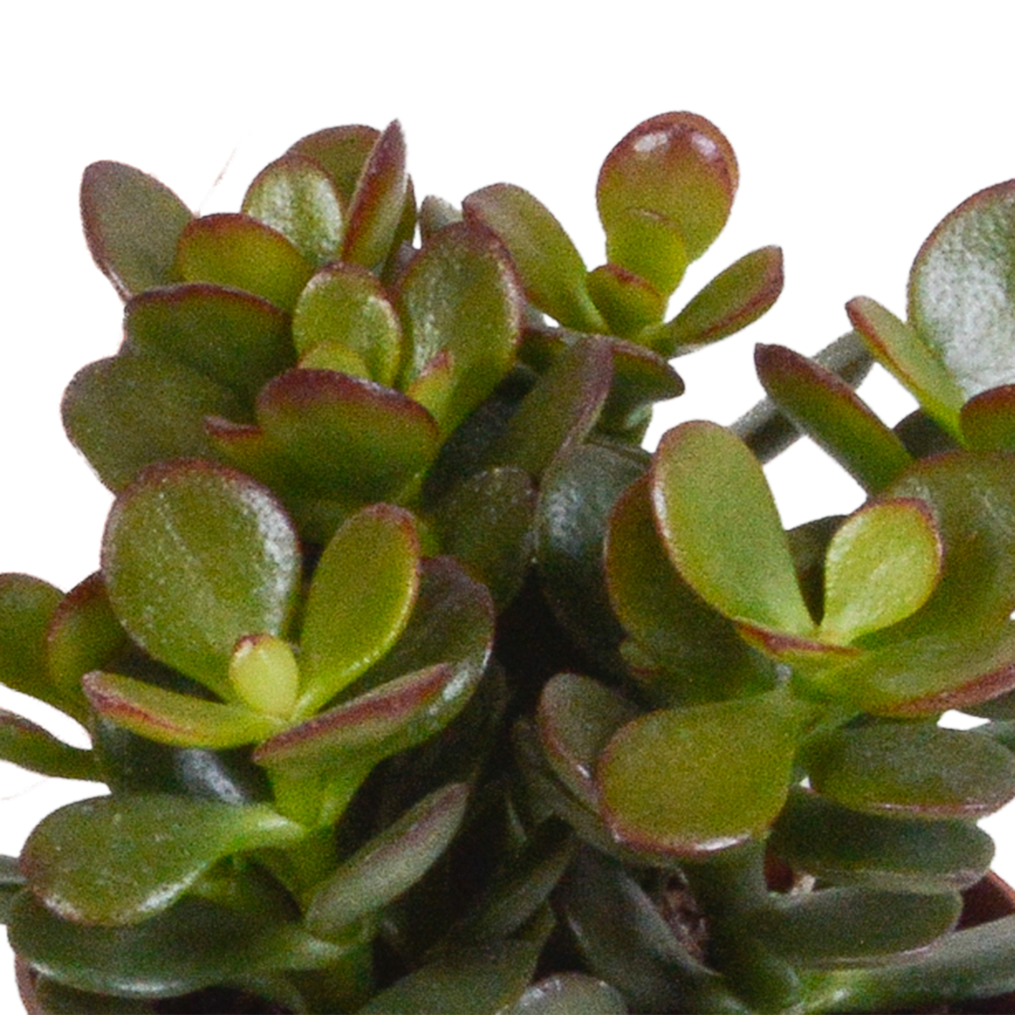 3x Mélange de crassulas - en pot blanc - Ø9,5cm - ↕18cm - Plantes d’intérieur - Image 6