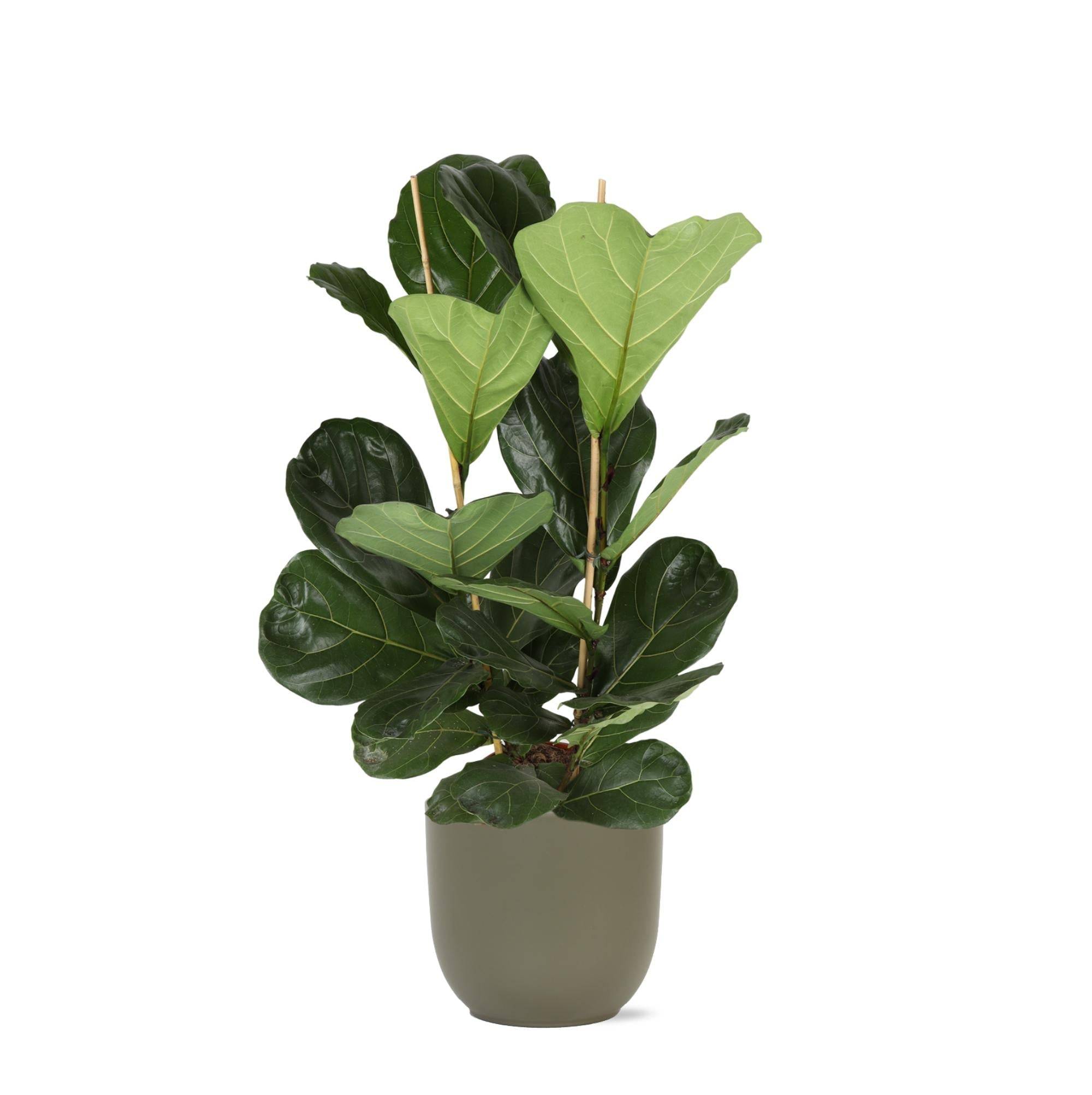 La Green Touch - Ficus Lyrata et son pot- La Green Touch Olive - Hauteur 120cm