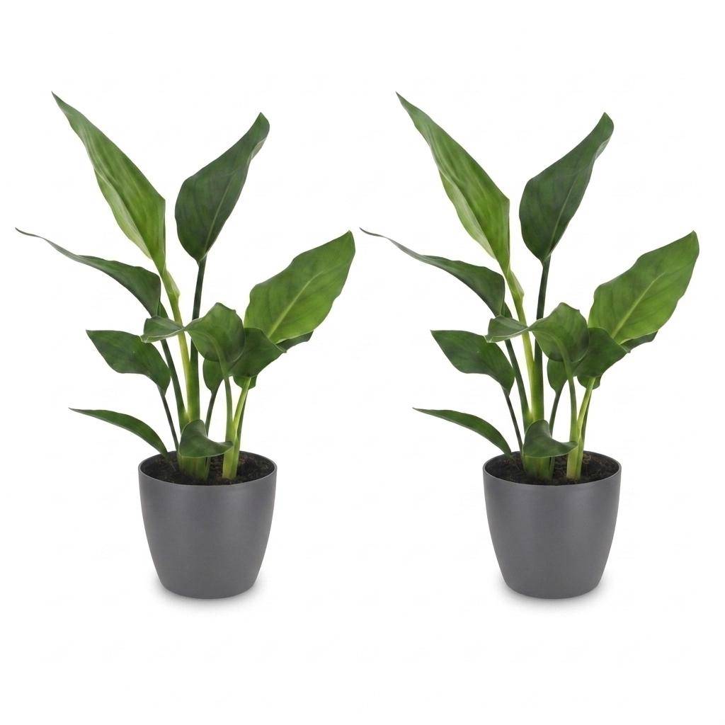 Strelitzia Reginea - Oiseau de paradis - Pot de 12cm - 2 plantes - Gris - Plantes d'intérieur - Image 2