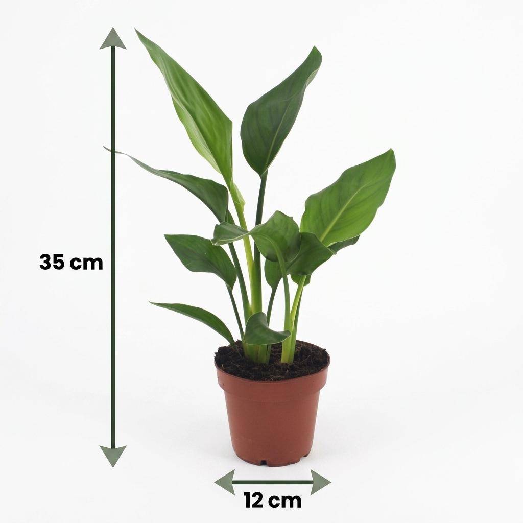 Strelitzia Reginea - Oiseau de paradis - Pot de 12cm - 2 plantes - Gris - Plantes d'intérieur - Image 5