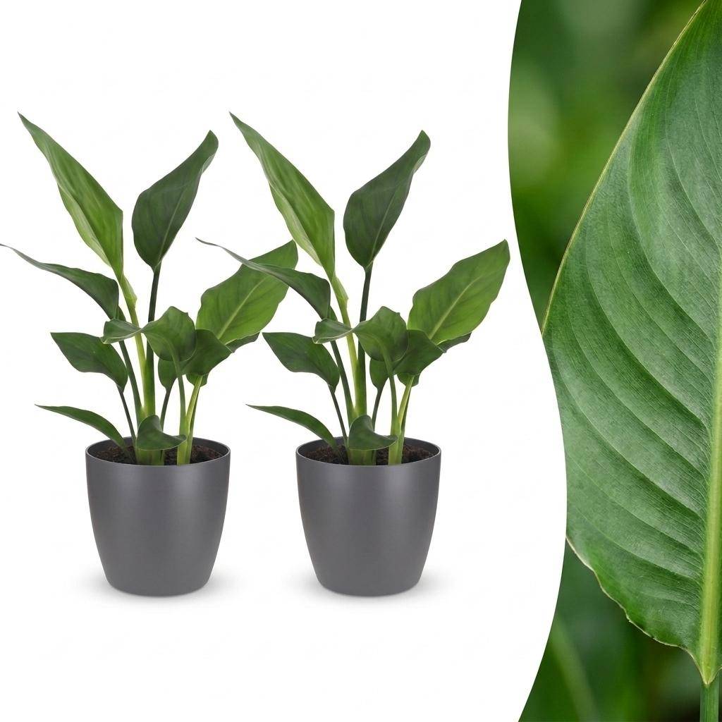 Strelitzia Reginea - Oiseau de paradis - Pot de 12cm - 2 plantes - Gris - Plantes d'intérieur - Image 1