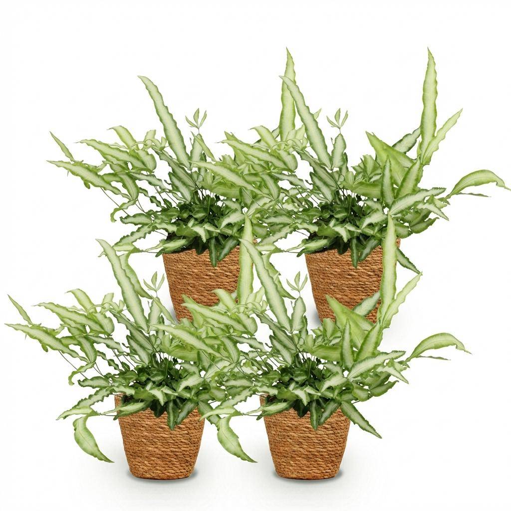 Pteris cretica Albolineata - Pet-friendly - Plante fougère - Pot de 12cm - Hauteur 20-30cm - 4 plantes - Panier - Plantes d'intérieur - Image 2