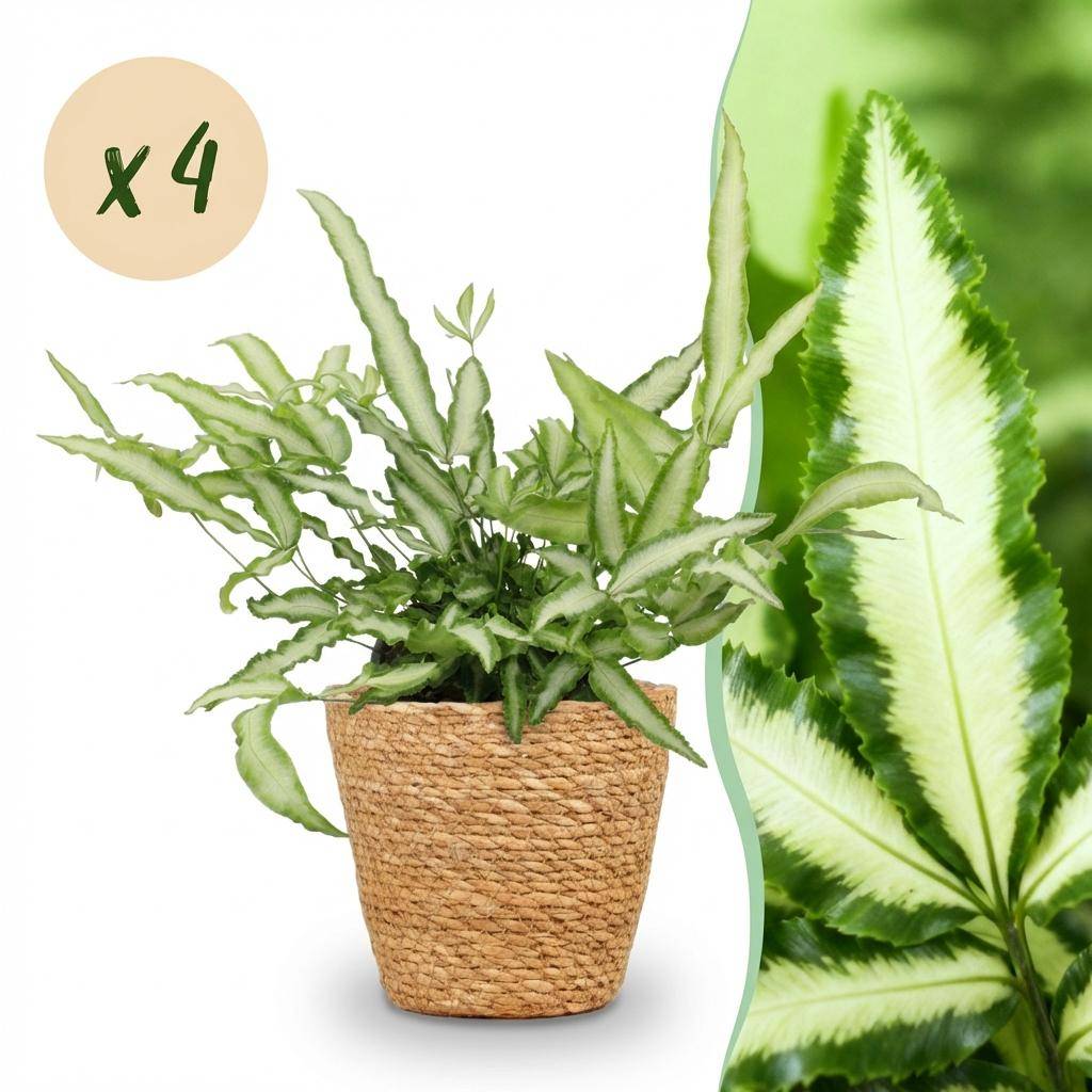 Pteris cretica Albolineata - Pet-friendly - Plante fougère - Pot de 12cm - Hauteur 20-30cm - 4 plantes - Panier - Plantes d'intérieur - Image 1