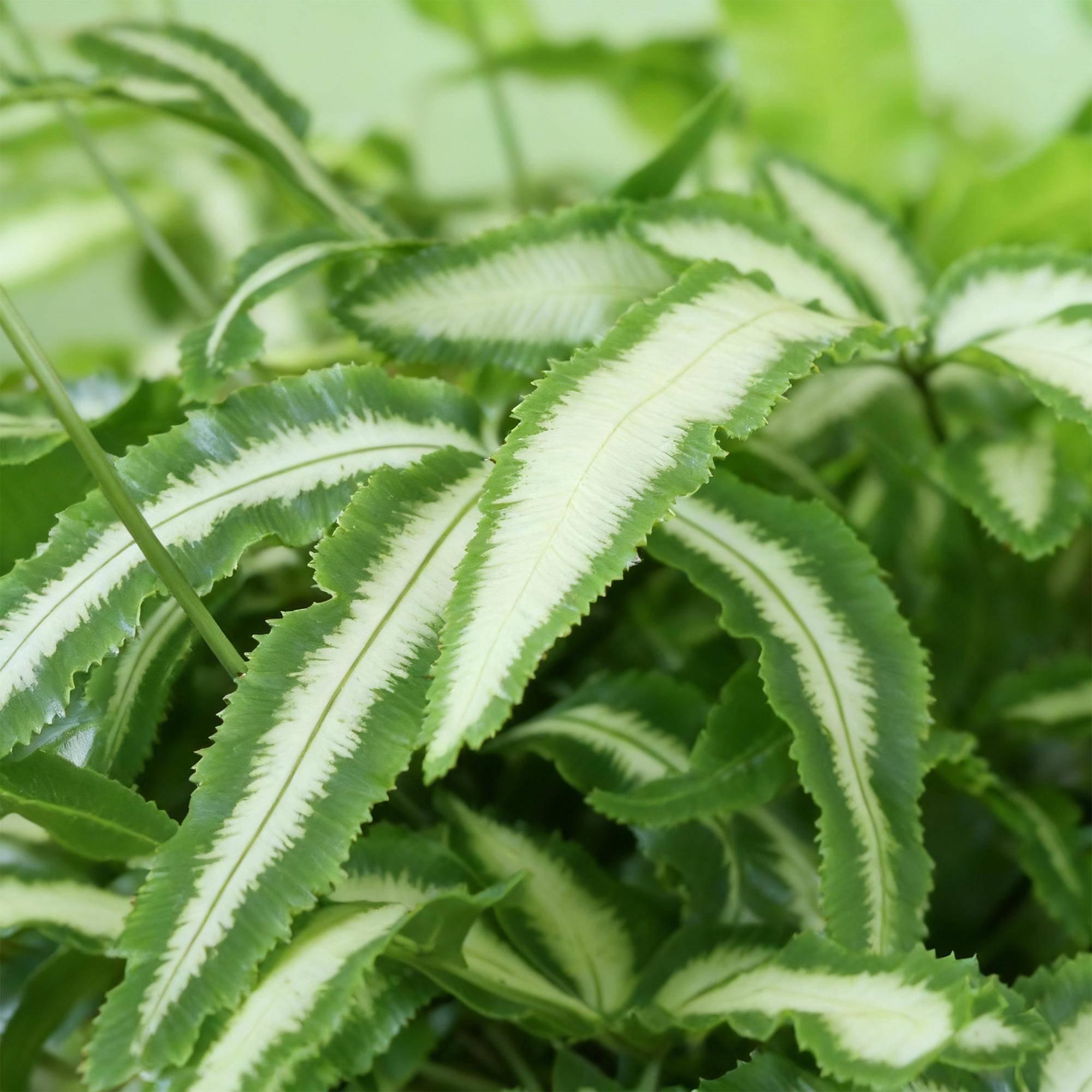 Pteris cretica Albolineata - Pet-friendly - Plante fougère - Pot de 12cm - Hauteur 20-30cm - 4 plantes - Panier - Plantes d'intérieur - Image 5