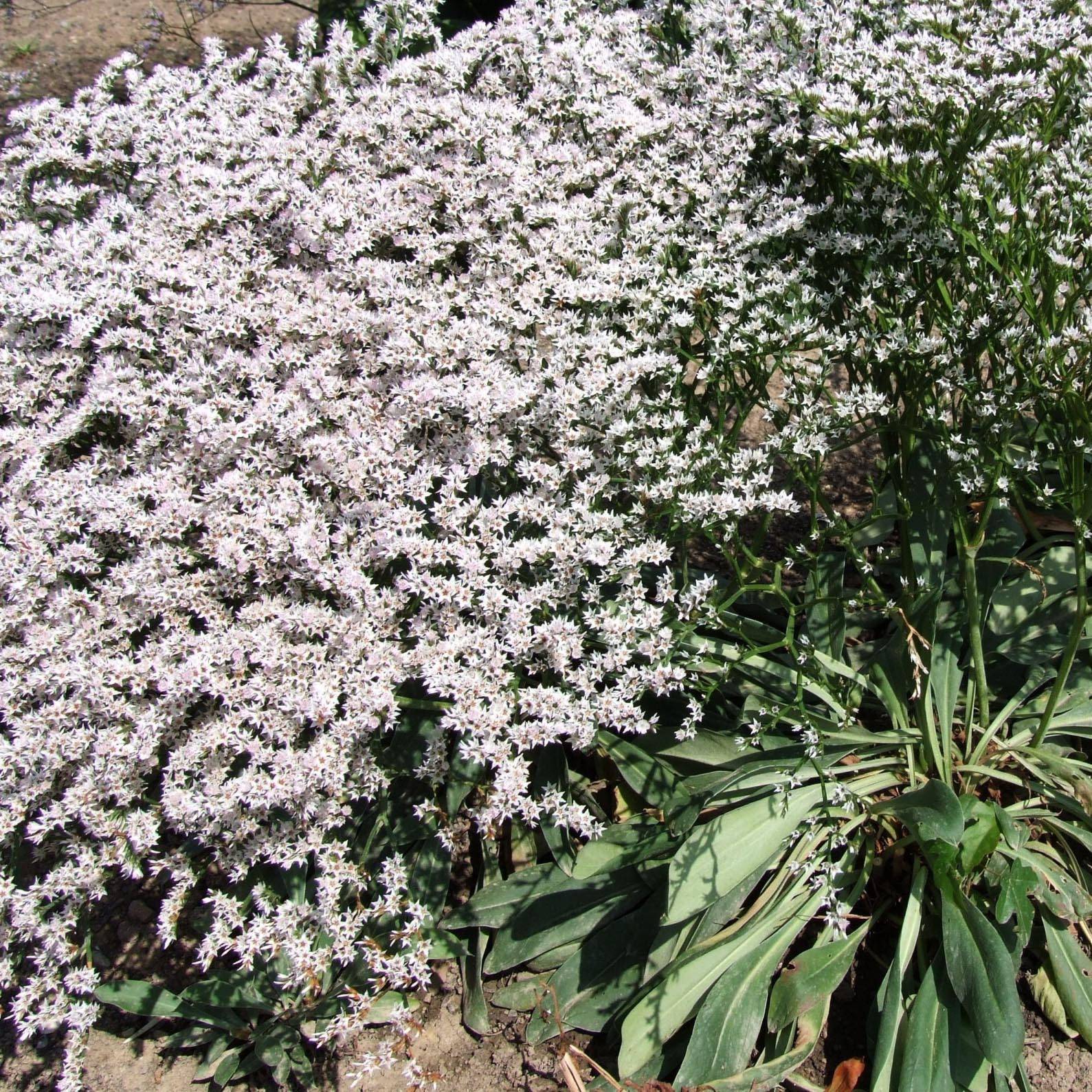 Promesse de Fleurs - Goniolimon tataricum - Limonium - Statice vivace Godet de 8/9 cm