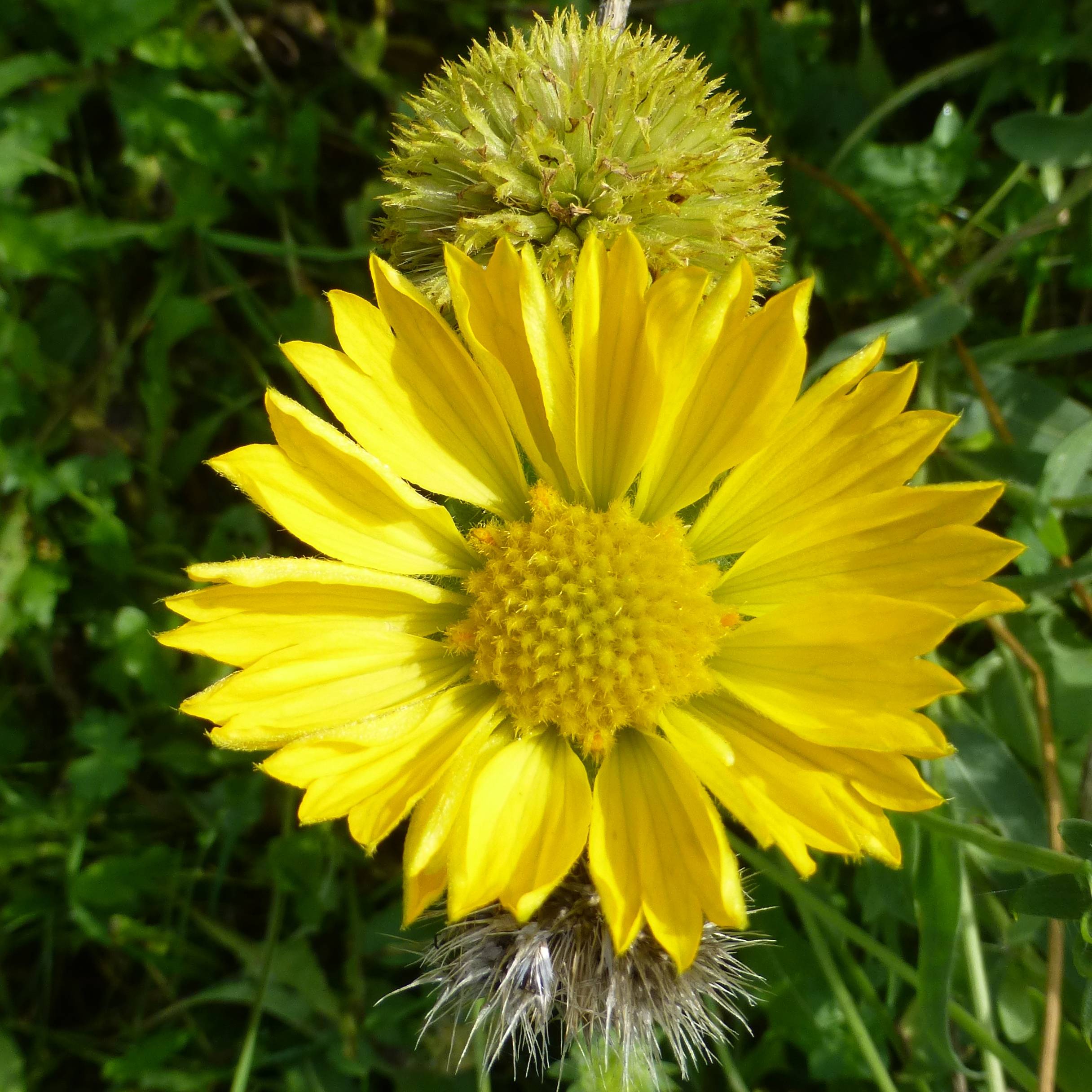 Promesse de Fleurs - Gaillarde Maxima Aurea (Chloe) Godet de 7/8 cm