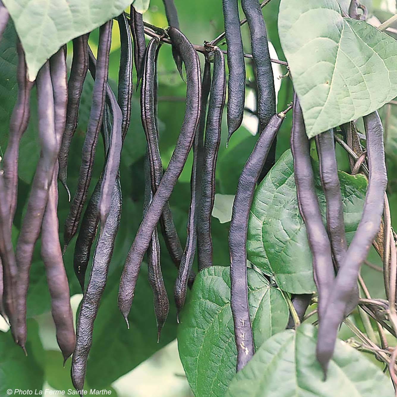 Haricot nain mangetout Purple Queen Bio - Ferme de Sainte Marthe  le sachet de 160 graines environ (80g)