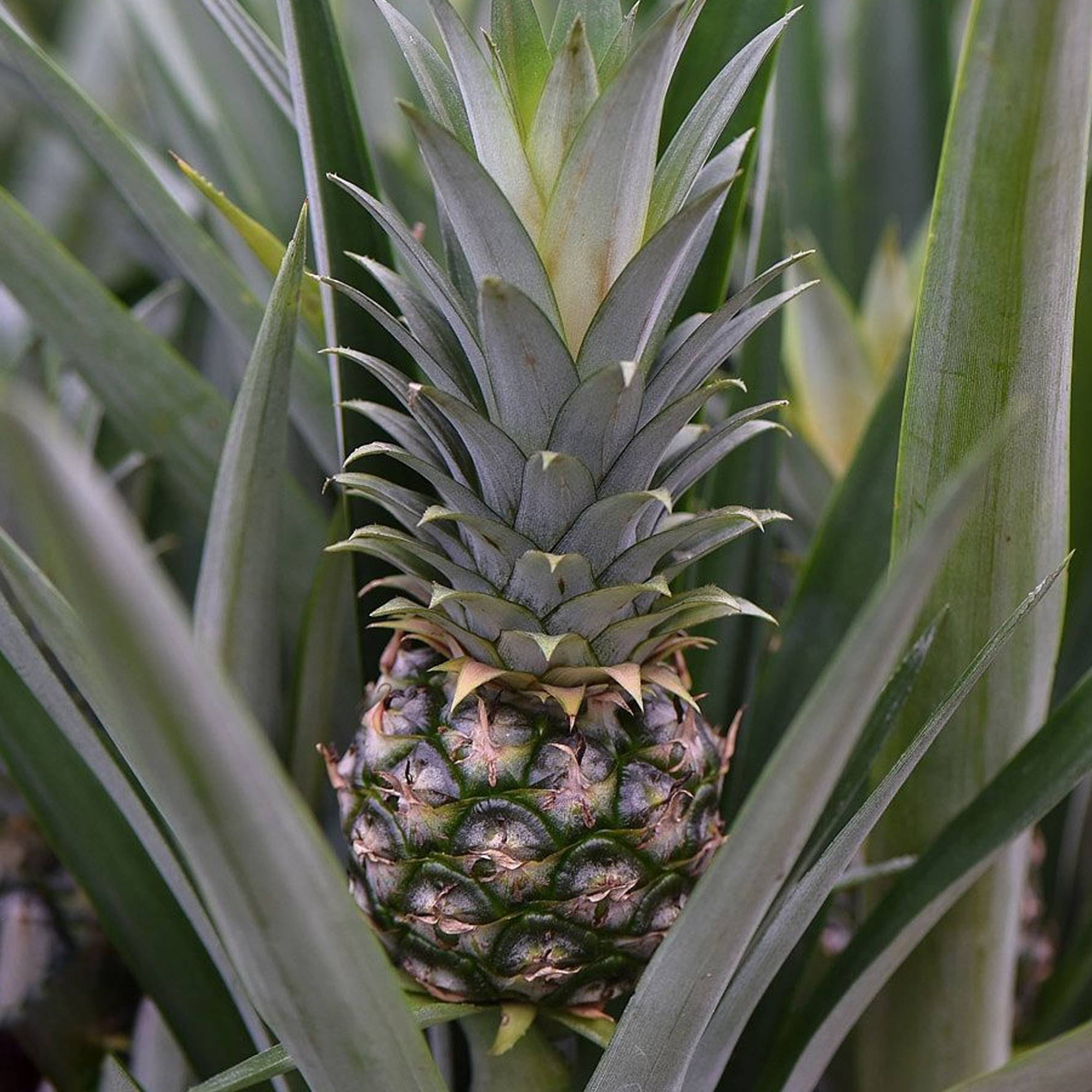 Gardenersdream - 1 X Ananas Comosus Amigo À Feuillage Persistant | Plante D’Ananas Supérieure En Pot  - GardenersDream - Image 3